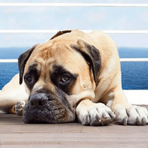 Dil Dhadakne Do Pluto